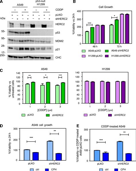 Regulation Of The Mdm P Pathway By The Ubiquitin Ligase Herc