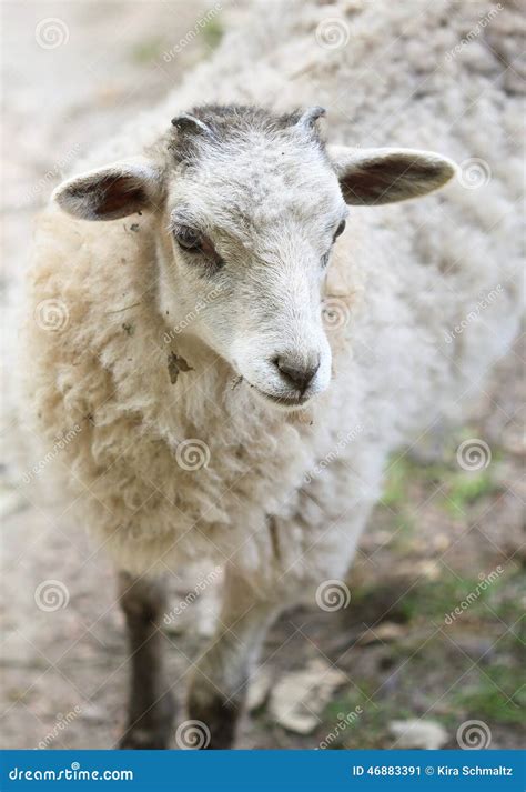 White Fluffy Baby Sheep Close Up Portrait Stock Photo Image 46883391