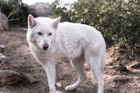 Annie - Wolf Connection