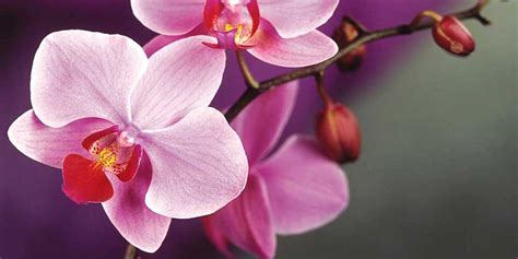 How To Care For Orchids Shahrekado Blog