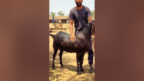 120 Kg Goat Heavy Weight Ka Bakra Sn Goat Farm Goatfarm Goat