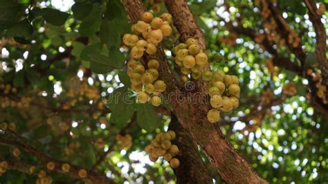 A Collection of Menteng Fruit on the Tree Stock Photo - Image of green, produce: 256460840