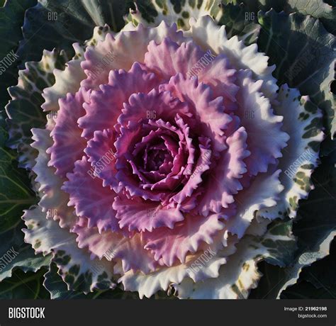 Decorative Cabbage Stock Photo & Stock Images | Bigstock