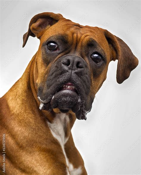 funny muzzle of a dog boxer breed on a white background Stock Photo ...