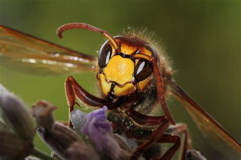 Wasp Control Edmonton Major Pest Control