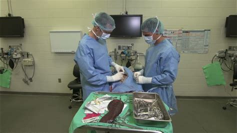 University Of Florida Syndaver Canine Surgery Demo Teachers Checking