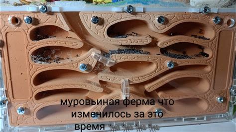 муровьиная ферма 3часть что изменилось 🐜🐜🐜🐜 - YouTube
