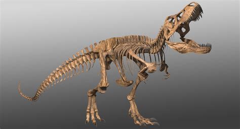 T Rex Skeleton Side View