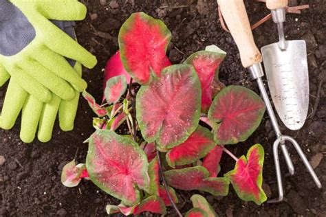 Caladium O Caladio Cuidados Y Reproducci N Gu A De Jardiner A Completa