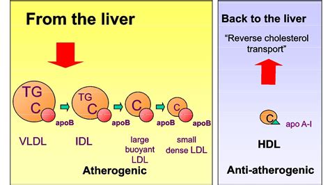 The apoB/apoA-I Ratio is a Strong Predictor of Cardiovascular Risk ...