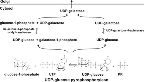 Figure From Structure And Function Of Prokaryotic 48 Off