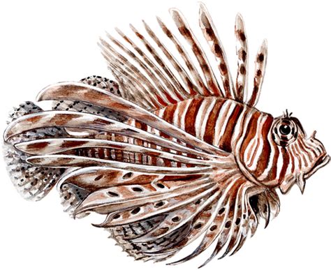 Scientific Classification - Belize Lionfish Project