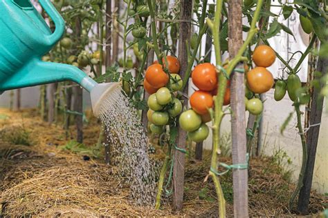 How Often To Water Tomato Plants For Maximum Growth