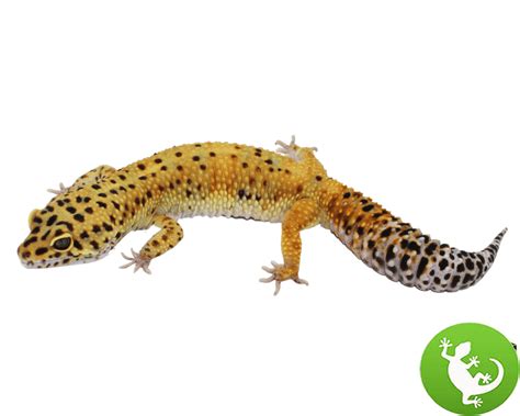 Purple Head Leopard Gecko Adult - Ultimate reptile