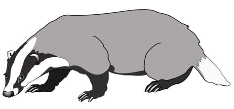 Badger Outline Template - ClipArt Best