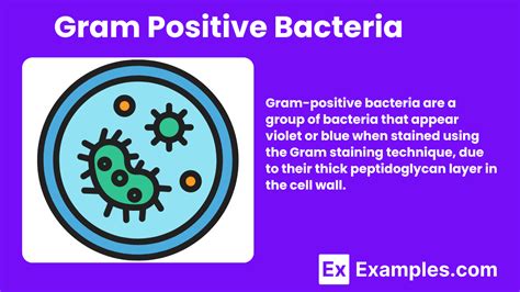 Gram Positive Bacteria - Examples, Benefits, Types