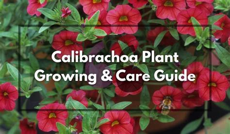 Calibrachoa The Ultimate Growing Guide And Care