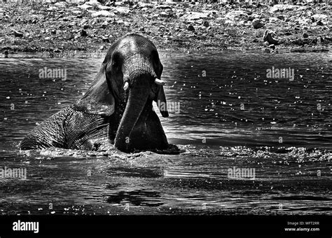 View Of Elephant In Water Stock Photo - Alamy