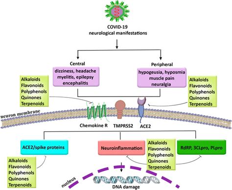 Frontiers Targeting Neurological Manifestations Of Coronaviruses By