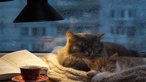 Pleasant Purring Of A Cat Against A Background Of Rain Purring For