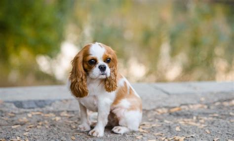 A Comprehensive Guide To Cavalier King Charles Spaniel Growth