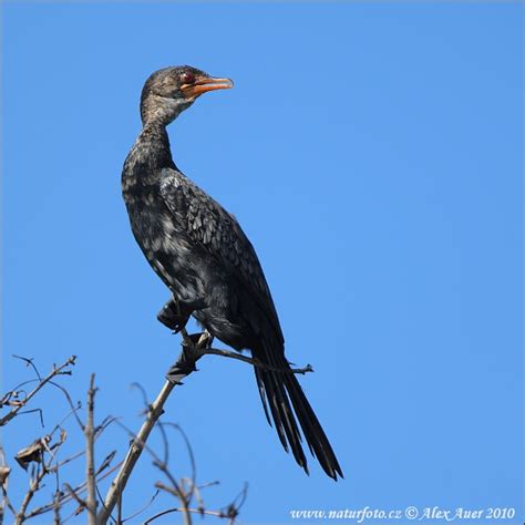 Black Heron Photos Black Heron Images Nature Wildlife Pictures