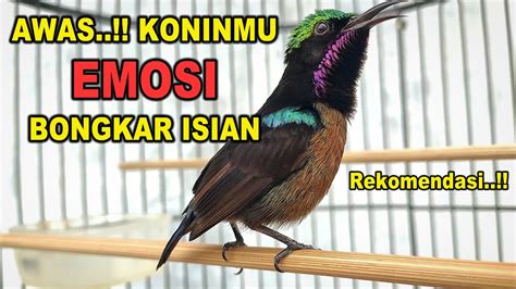 KOLIBRI NINJA GACOR FULL NEMBAK ISIAN SULTAN 99 COCOK BUAT PANCINGAN