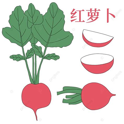 Vegetables Carrots Clipart Transparent Background Cartoon Hand Painted