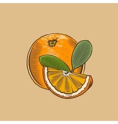 Colored And Outlined Yuzu Fruits Vintage Vector Image