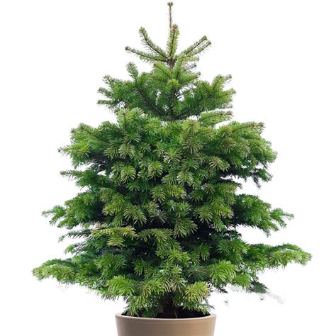 Potted Nordmann Fir 5ft Living Christmas Tree Muddy Trowel