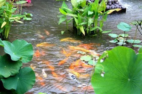 A Complete Guide To Koi Pond Maintenance