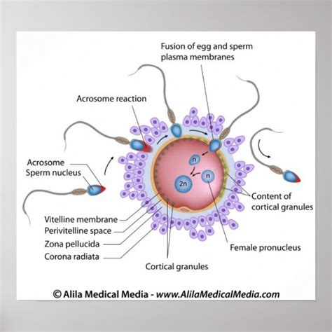 Fertilization labeled diagram poster | Zazzle.com