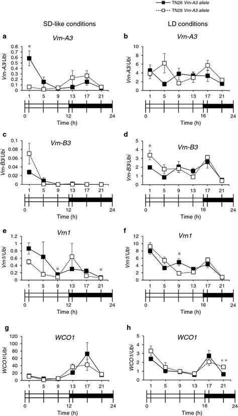 Diurnal Expression Patterns Of Vrn A And Flowering Genes Related To