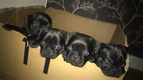 4 French pug puppies for sale | in Colchester, Essex | Gumtree