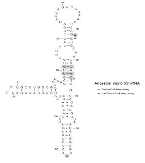 Ancestral Vibrio 5s Rrna Sequence The Secondary Structure Is Shown In