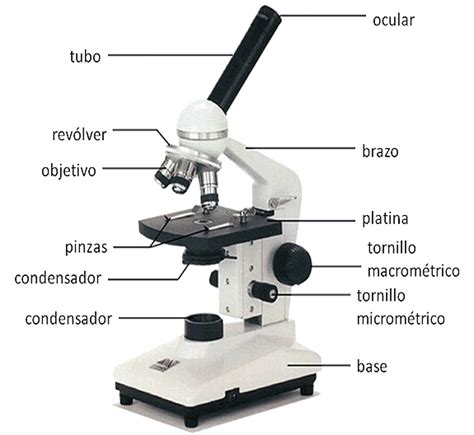 Partes Del Microscopio Compuesto