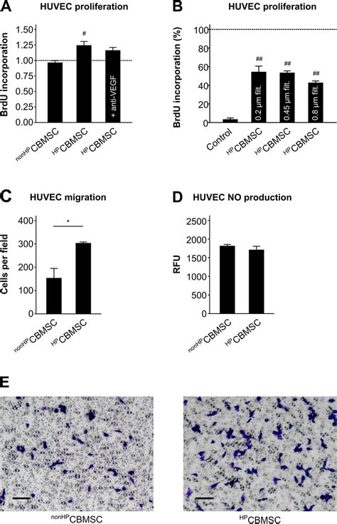 Pro Angiogenic Effects Of Hypoxically Preconditioned Cb Mscs