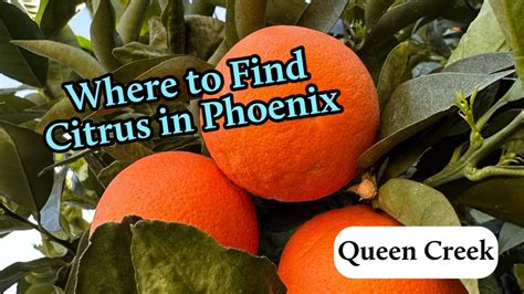 Oranges And More In Phoenix Arizona Phoenix With Kids