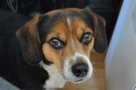 Flickr The Beagleaustralian Shepherd Mix Dogs Pool