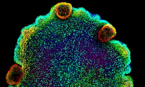 Single Cell Sequencing Archives Embl