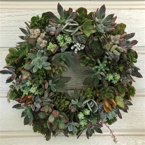 Assorted Succulent Wreaths Mid Valley Trees