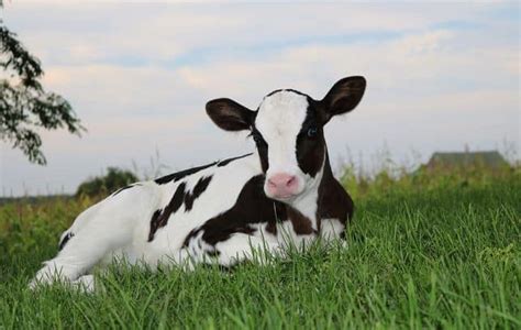 The Five Cs Of Calf Rearing Sharpes Stock Feeds