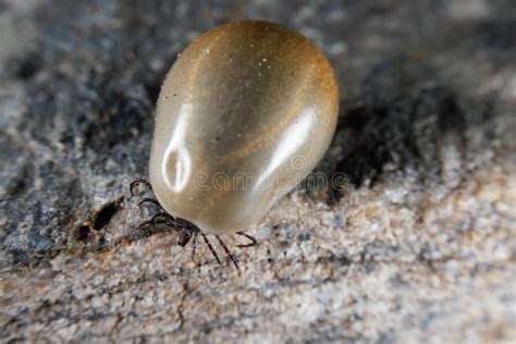 Castor Bean Tick Stock Photo Image Of Lyme Dangerous 254877798