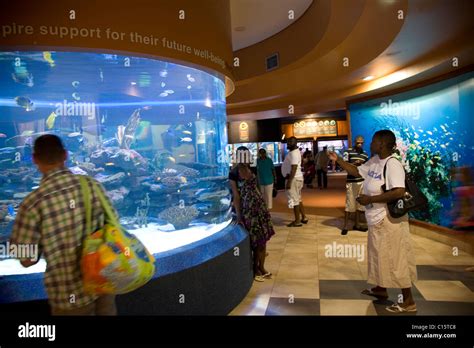 Visitors at Two Oceans Aquarium in Cape Town Stock Photo - Alamy