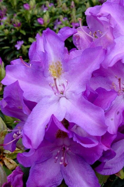 Buy Purpureum Elegans Rhododendron Free Shipping Wilson Bros Gardens 3 Gallon Pot For Sale