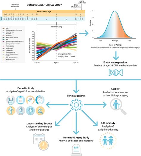 Figures And Data In Quantification Of The Pace Of Biological Aging In