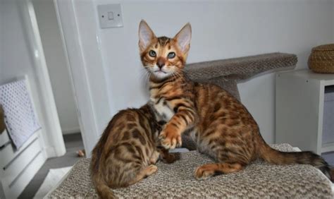 3 gorgeous Bengal kittens available now