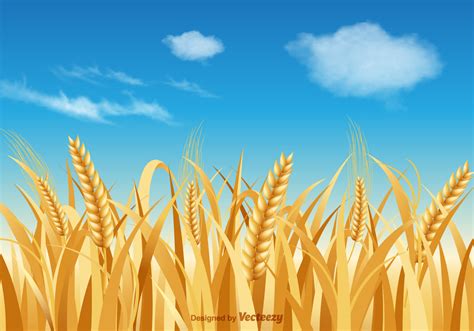 Wheat Field Vector At Vectorified Collection Of Wheat Field