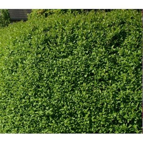 Pot Grown Hedging Trees | Hedging Plants in Pots | Instant Hedges