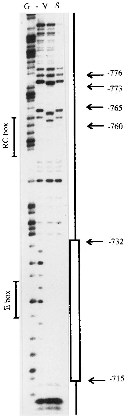 DNase I Footprint Analysis Of The XbaI EcoRI Fragment Of The C Gene